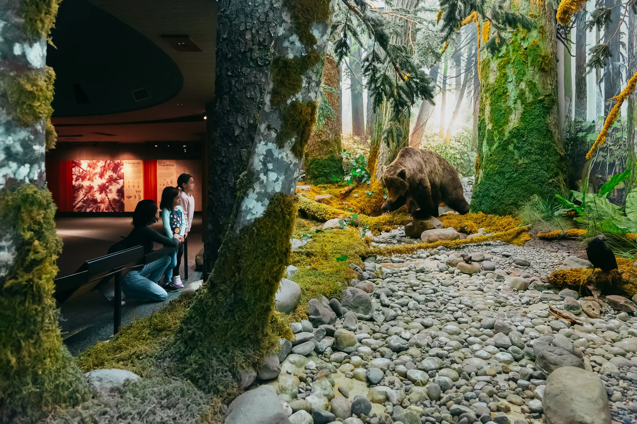 Two children and an adult visitor admiring the Natural History gallery installation. A realistic-looking grizzly bear walks through a canopied forest, approaching a creek filled with smooth pebbles. There is moss covering the forest floor and trees. In the background are wall-height informative displays about trees.