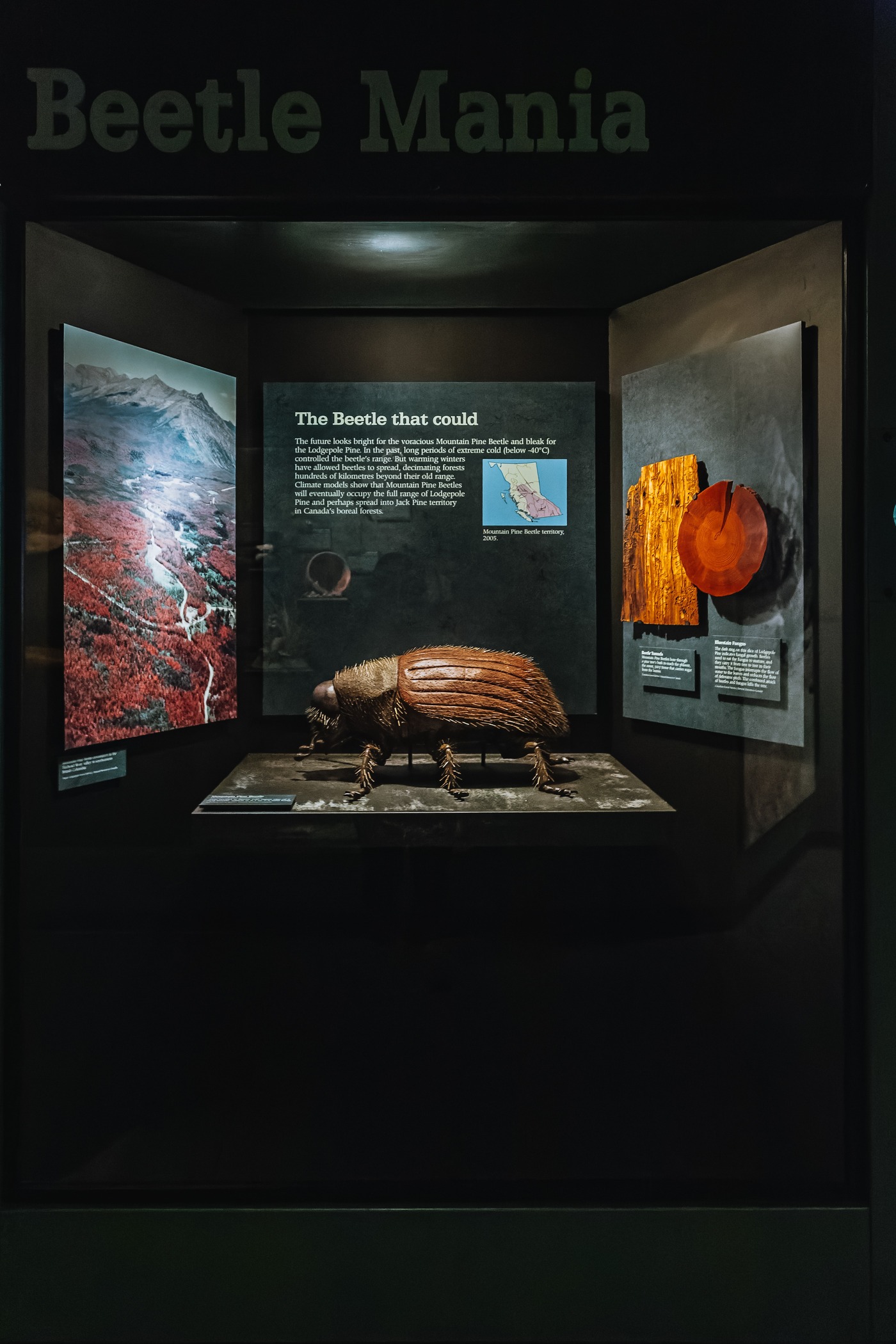 Installation in the museum galleries about Beetles. In the foreground is a larger-than-life replica of a pine beetle with fuzzy body and legs. Behind is a tri-fold information display titled 
