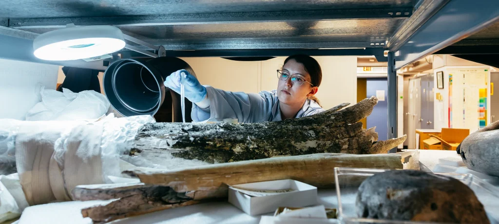 A museum worker examining a wood log specimen on a shelf. She is wearing glasses, a white lab coat and disposable gloves. She holds up a plastic tape against the wood, which is partially covered in bubble wrap. Inside the wide, short shelf is a bright lamp, a large dark tube, other specimens and a box with papers inside.
