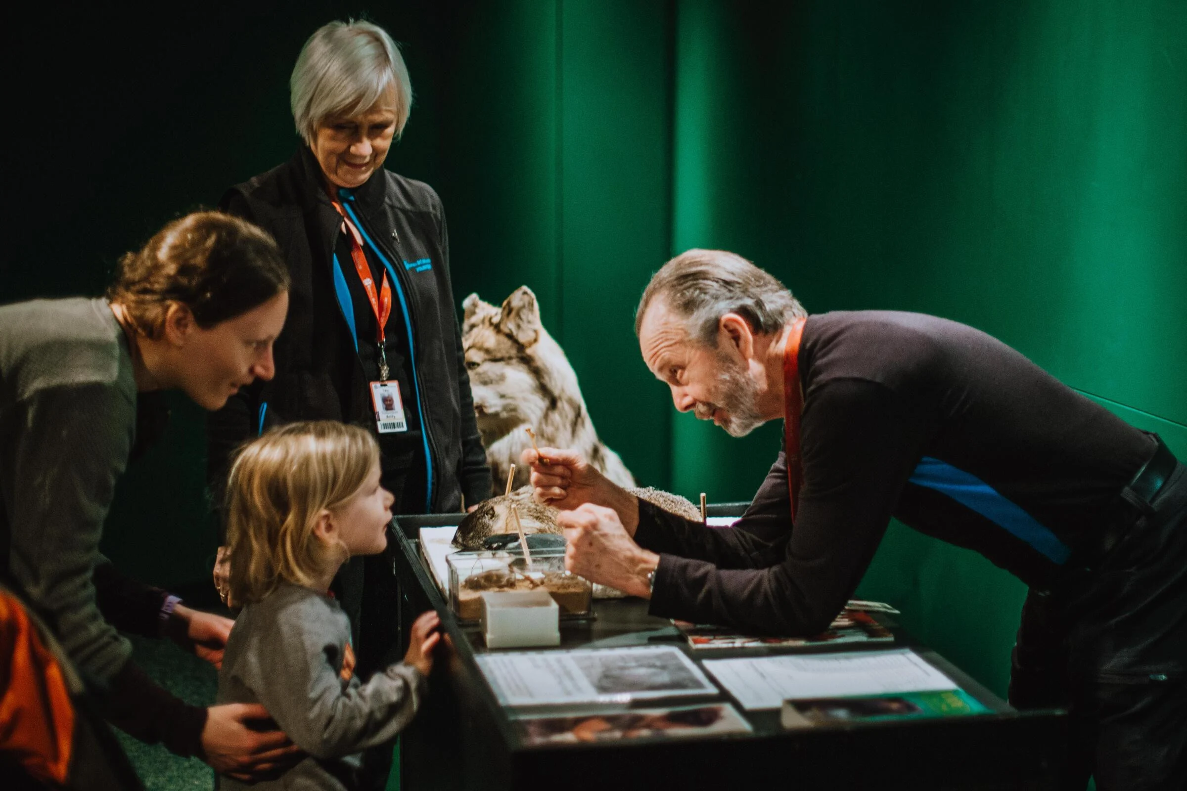 Museum guides and visitors at an interactive display. A young girl looks at a man showing off a display table with curiosity. The first guide, a man with grey hair and beard, is leaning down to speak at her, arms outstretched. Behind, a woman holds the girl’s back and looks on. Another museum guide with a grey bob stands above them, looking on. Behind them is a lifelike wolf display and a dark green wall.