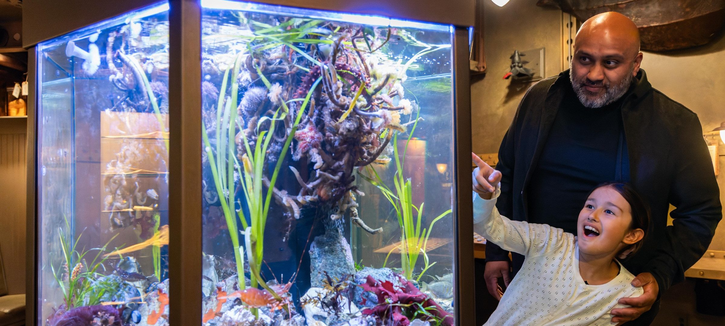 A man and girl admiring a fish tank display in the museum. The square fish tank is in the foreground and inside there are starfish, pawns, kelp, and tall green grasses. The girl is talking and pointing excitedly at the display, while the man stands behind her with a soft smile and a hand on her shoulder.